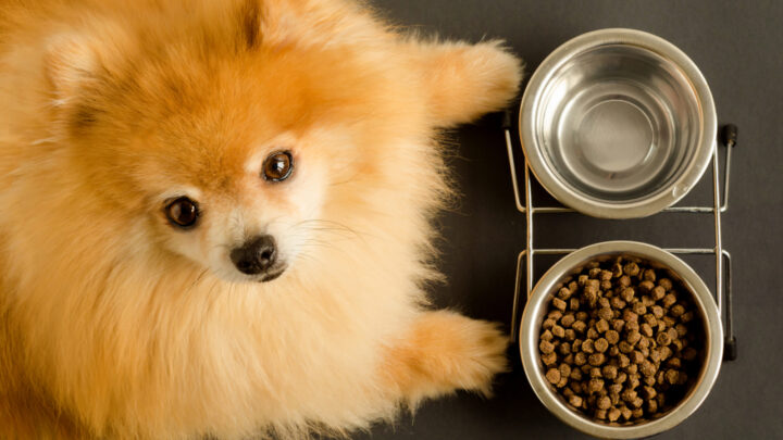 9 Best Dog Food For Pomeranian – Healthy Food For Your Pom