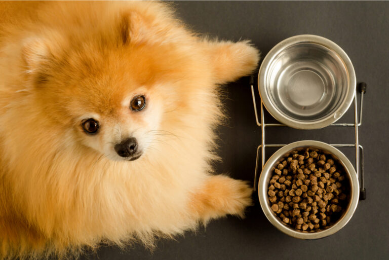 pomeranian eating dog food