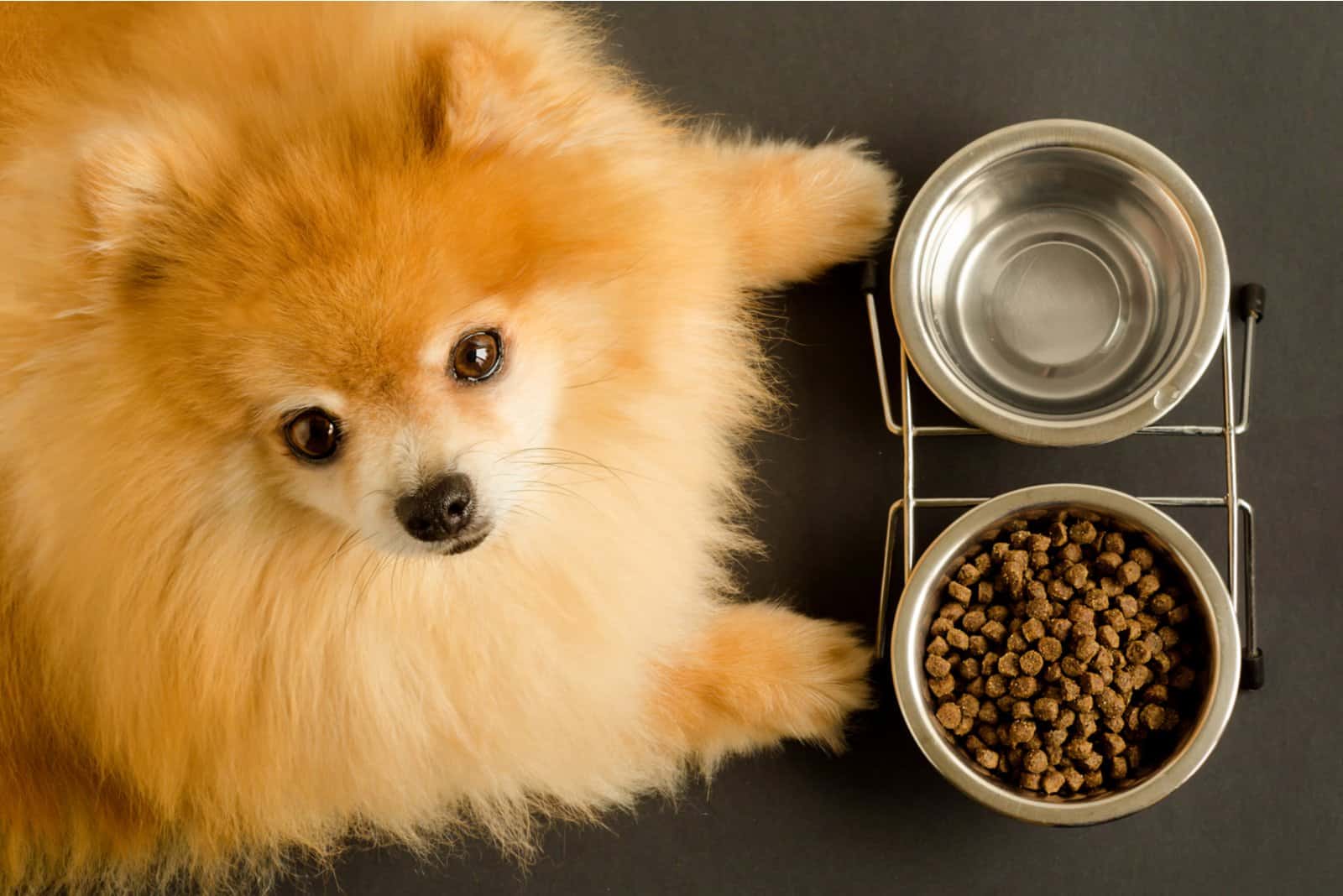 9 Best Dog Food For Pomeranian – Healthy Food For Your Pom