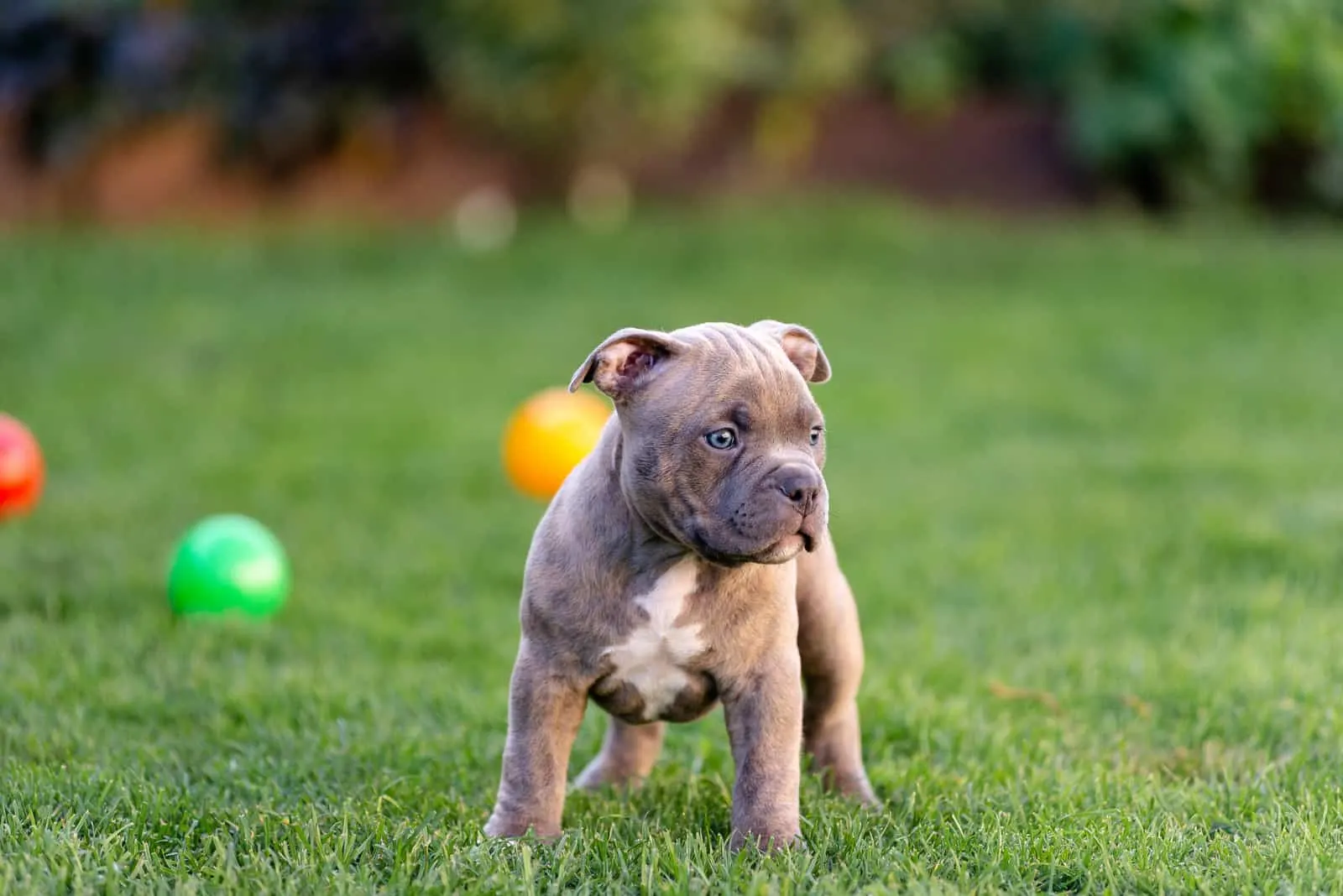American Bully puppy stands on the grass and looks around