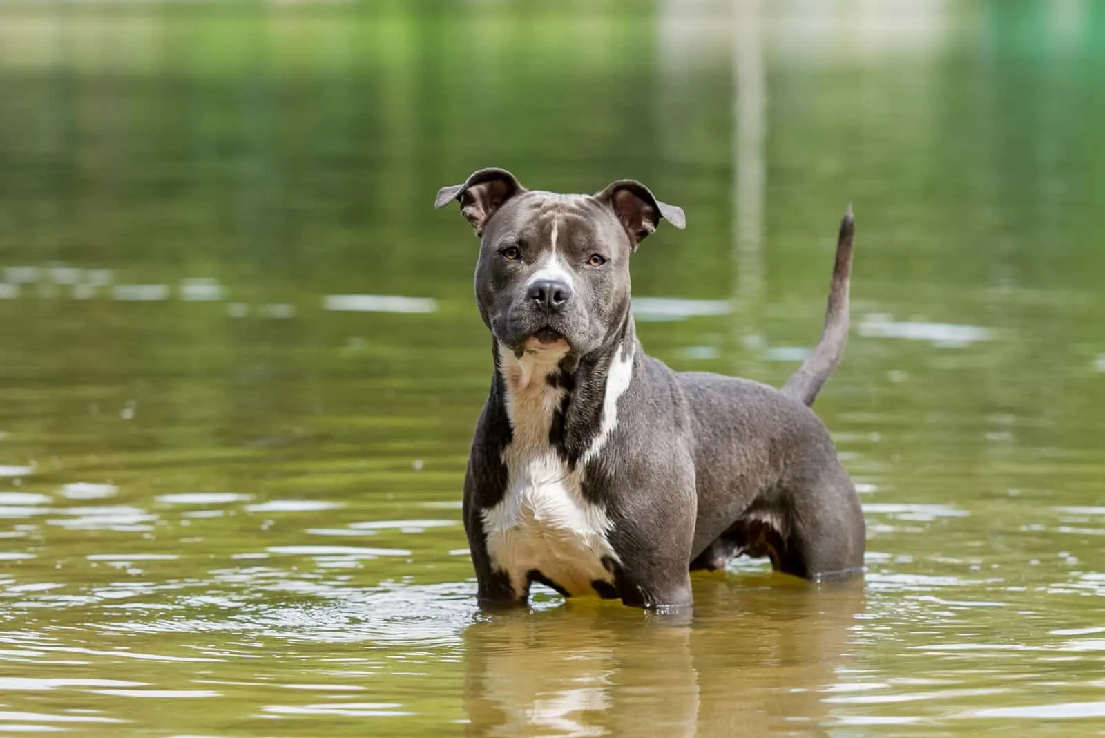 American Pitbull Terriers stand in the water