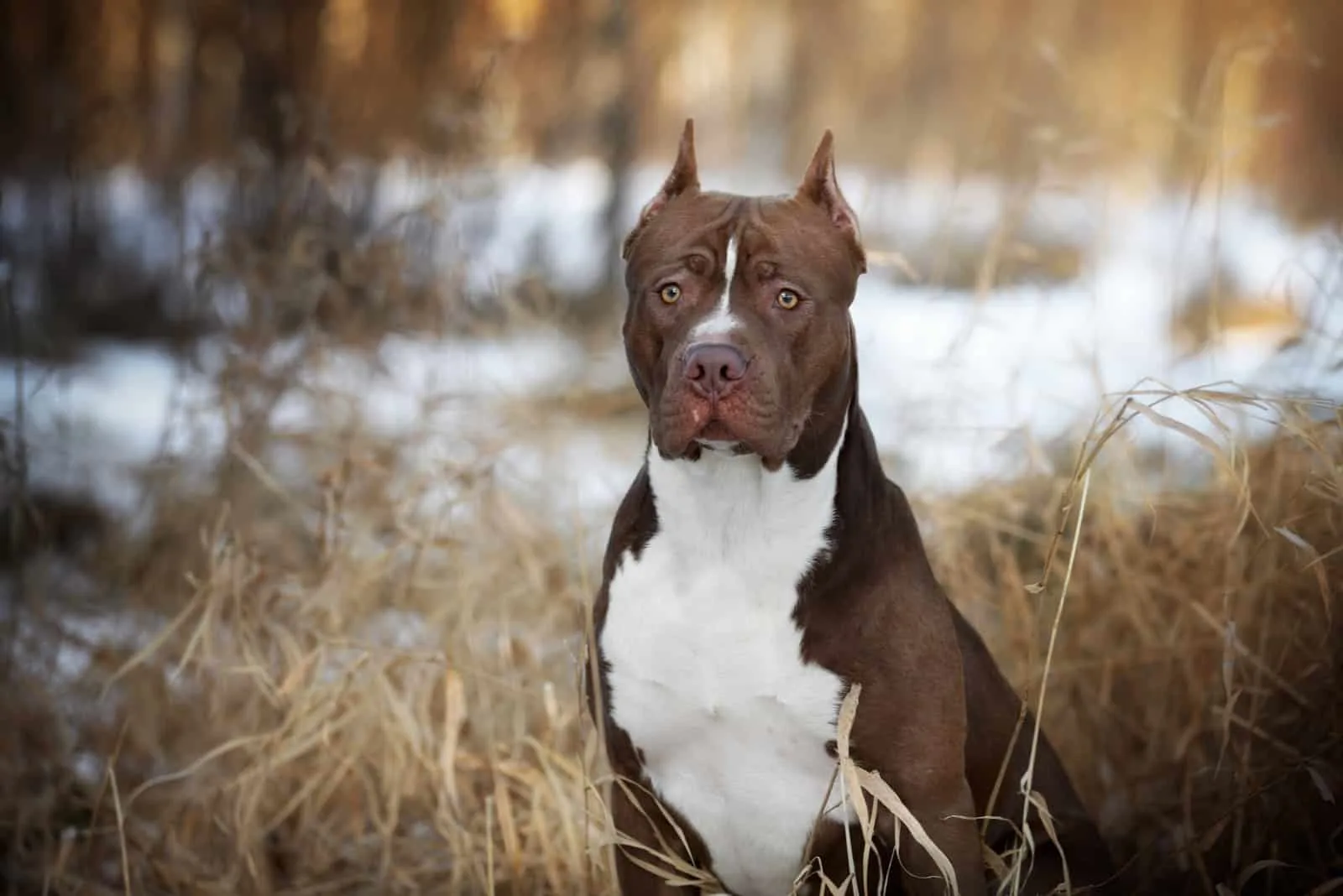 American Pitbull stands in the snow looking at the camera