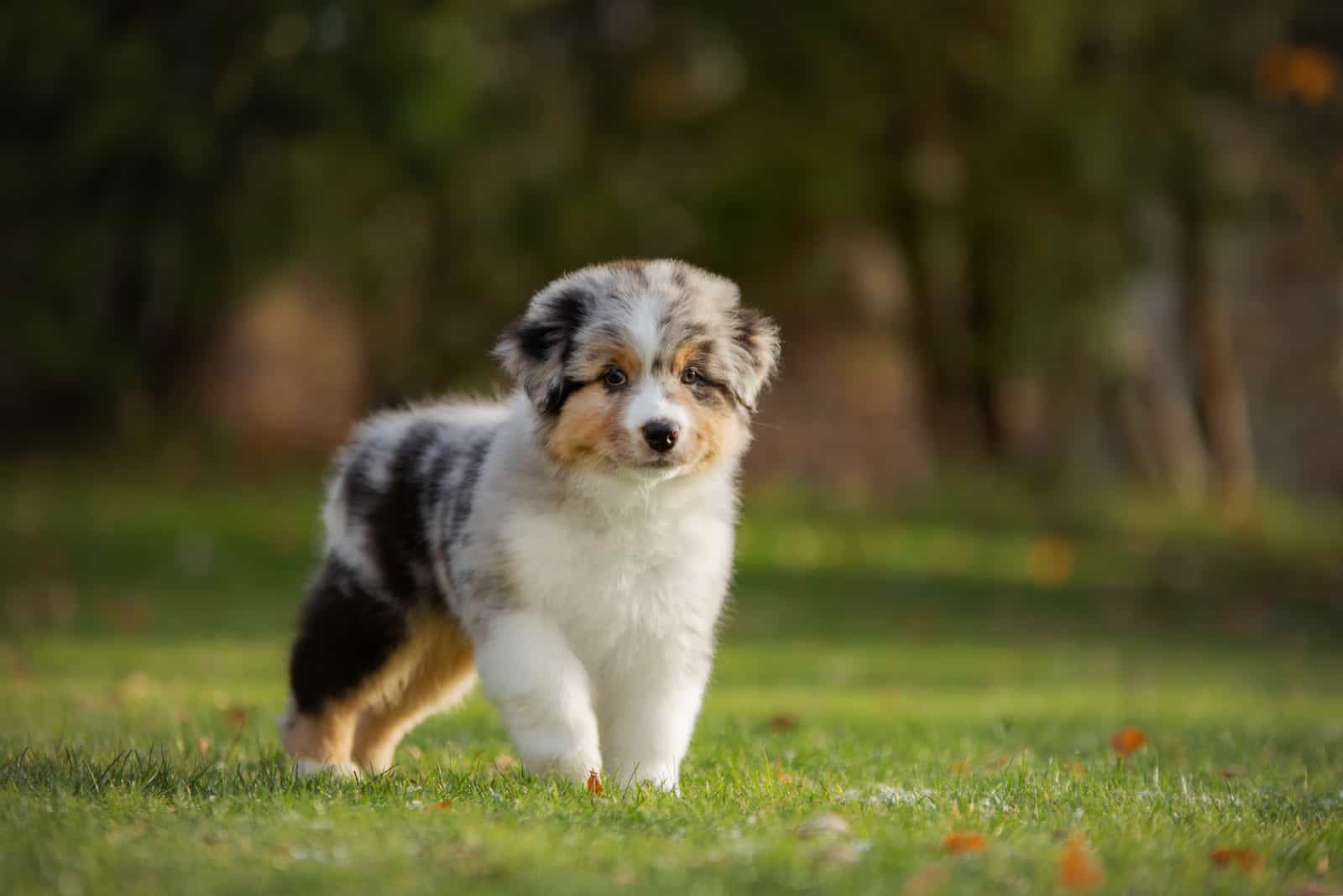 Australian Shepherd puppy standing on grass
