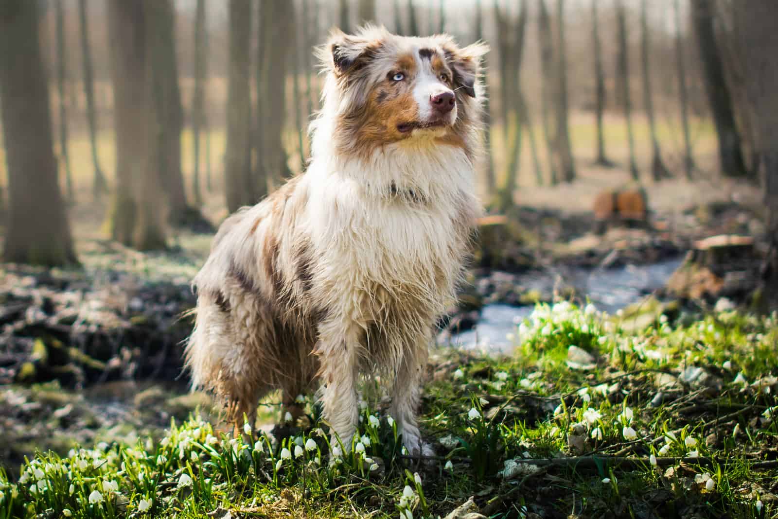 Australian Shepherd stadning in woods