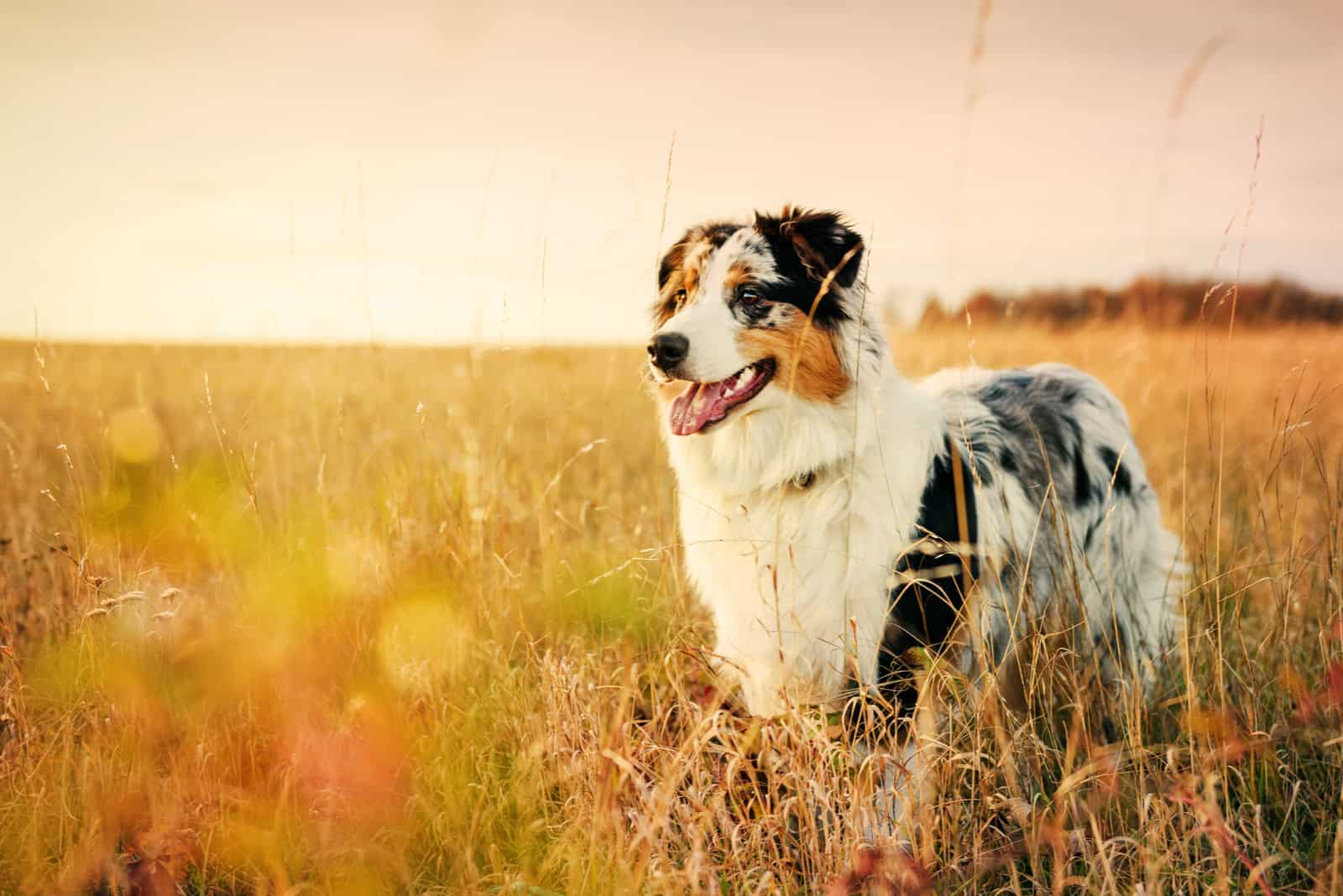 Australian Shepherd standing in field