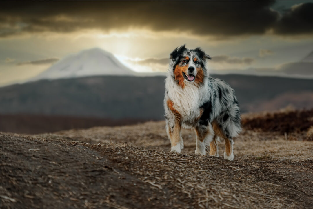 Top 10 Reputable Australian Shepherd Breeders In Ontario