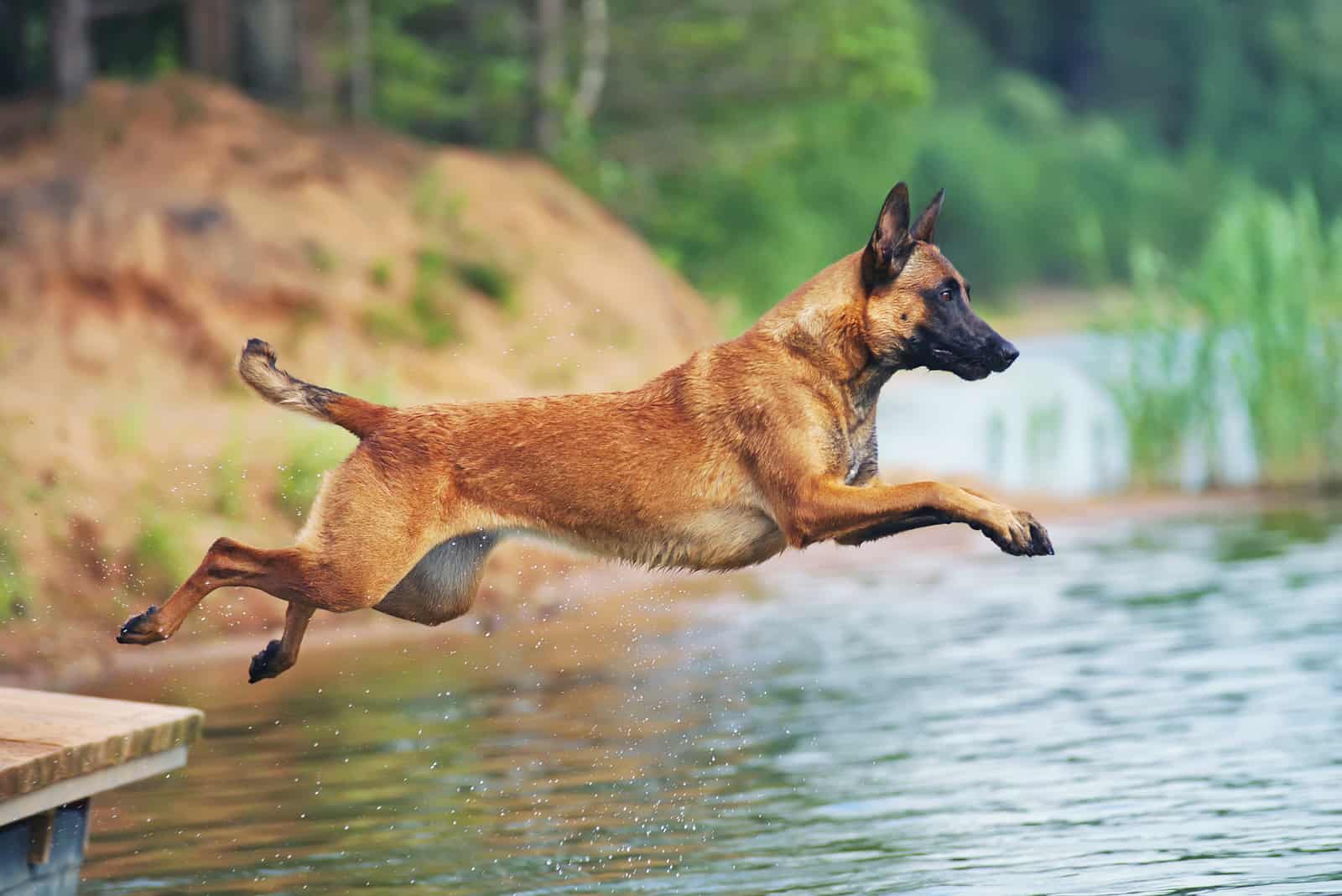 Belgian Malinois jumping in lake