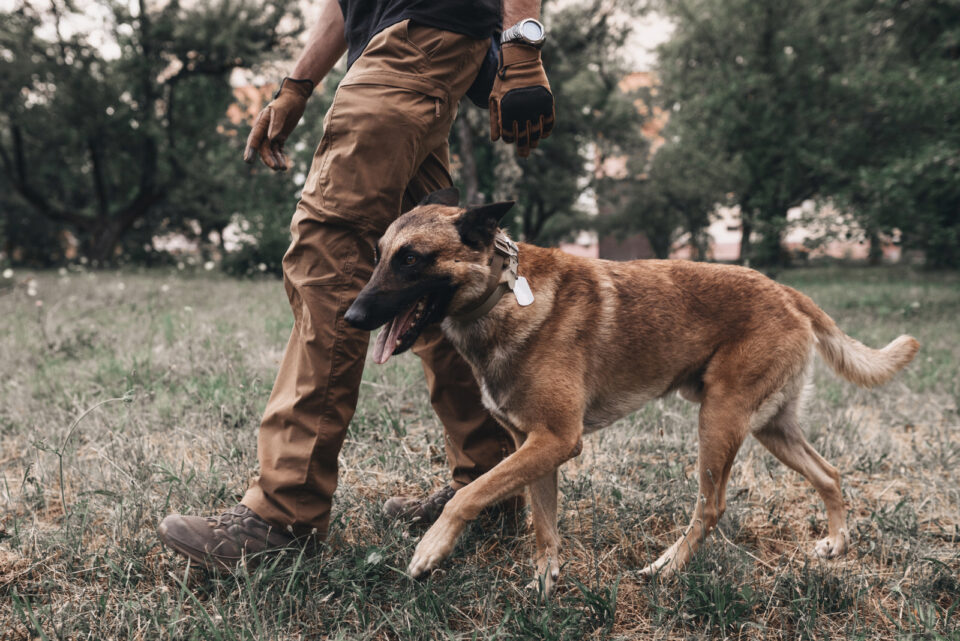 Belgian Malinois Training 7 Methods For Successful Training