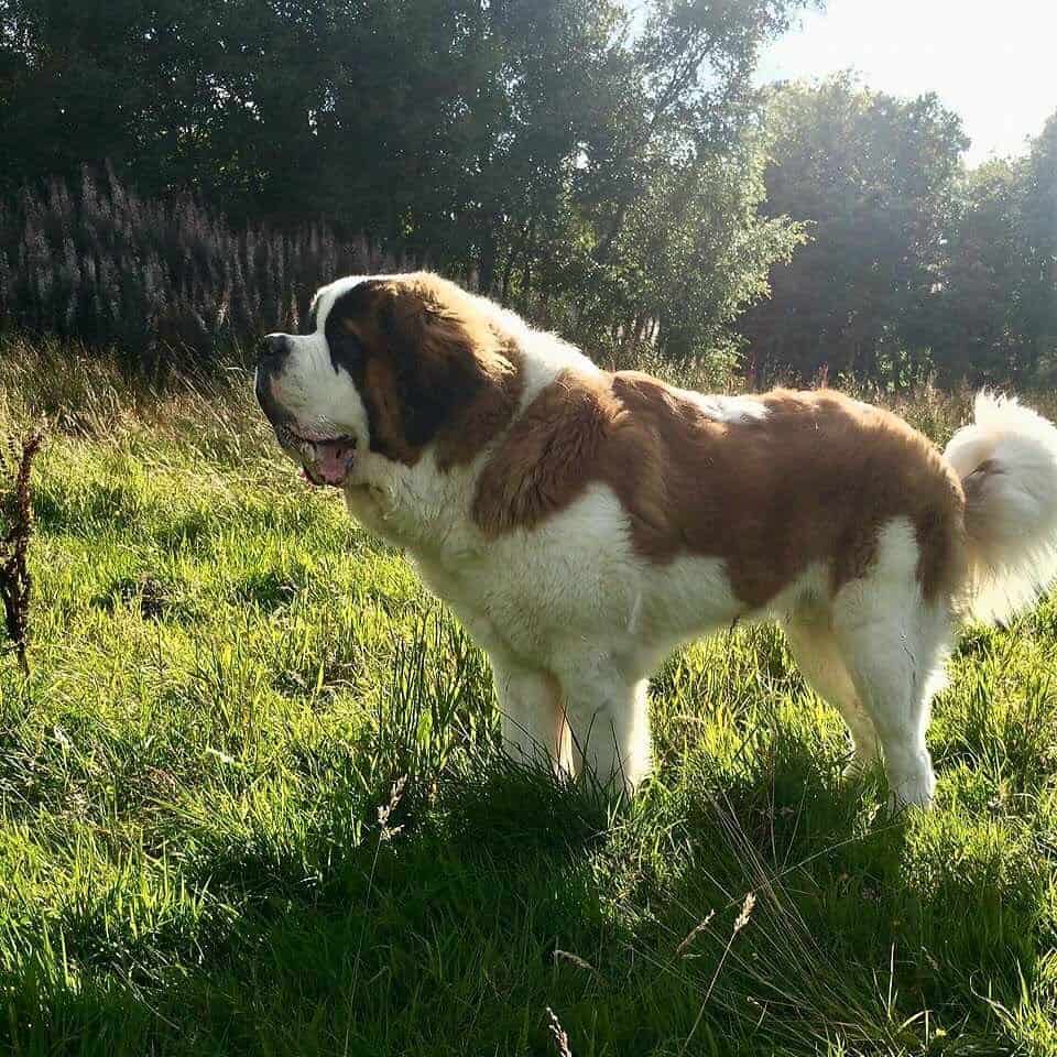 Big Saint Bernard standing on grass outside