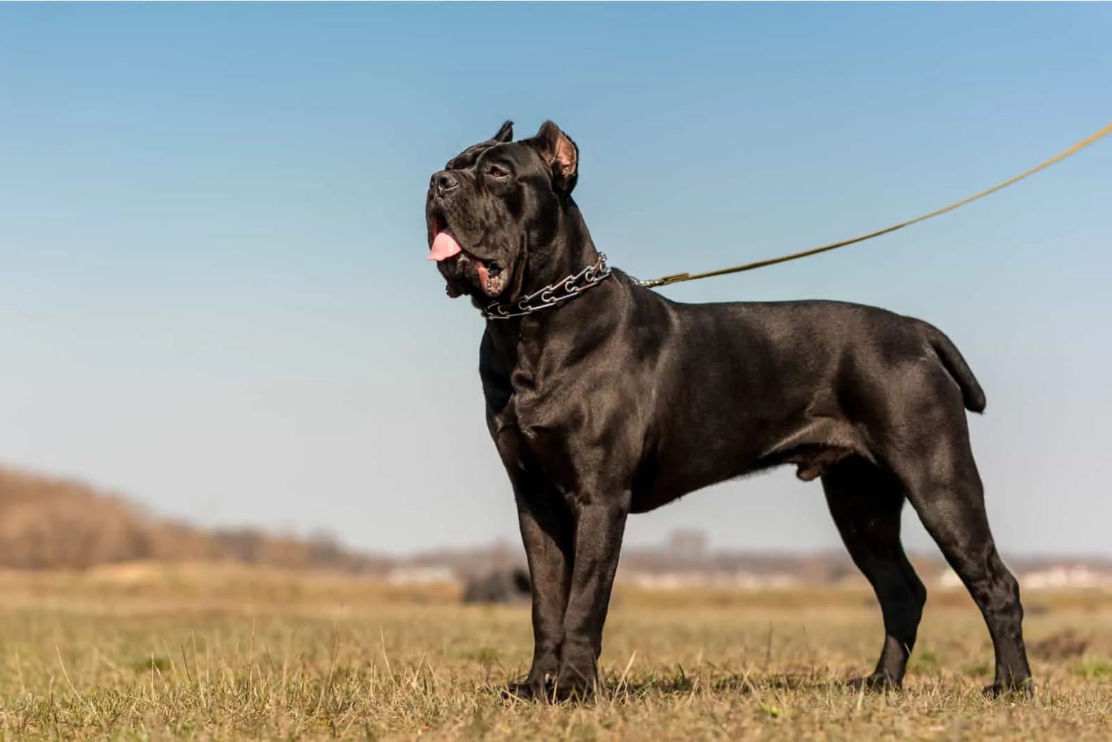 Black cane-corso dog is in a metallic collar and leash stands on the field