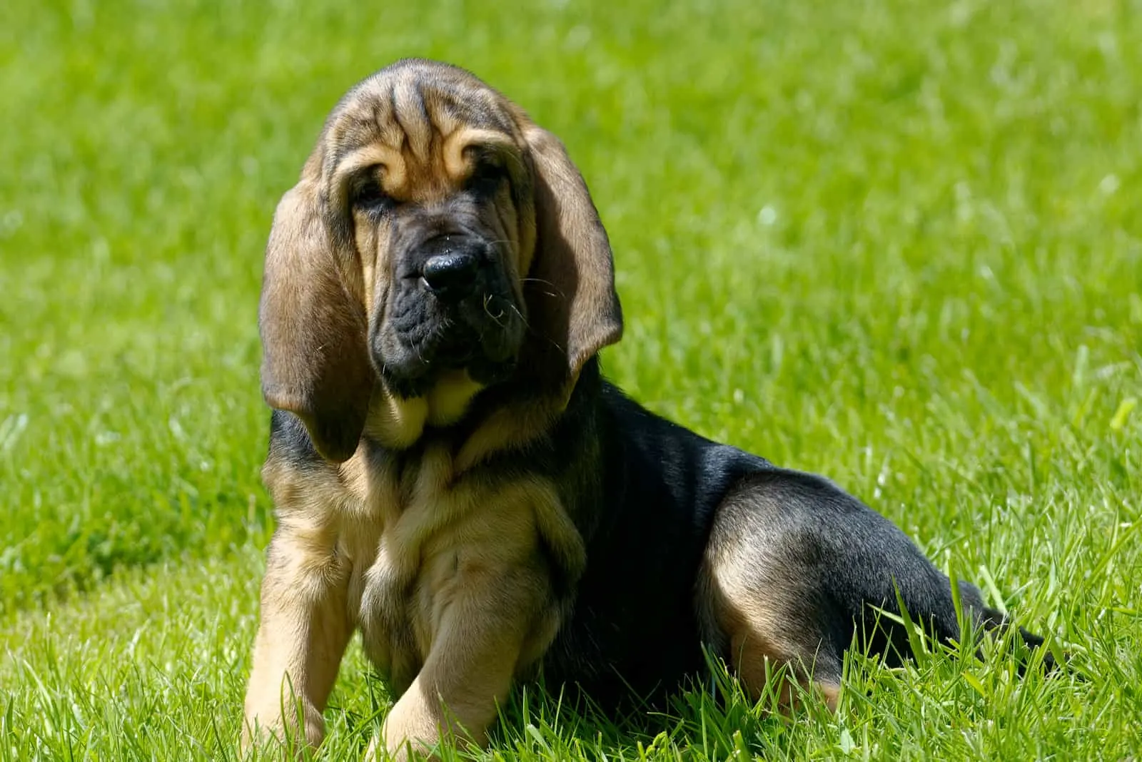 Bloodhound Puppy is lying in the grass