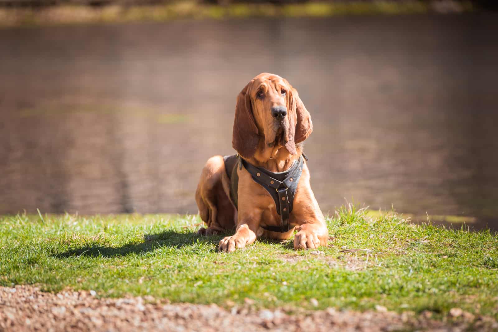Bloodhound lies on the grass