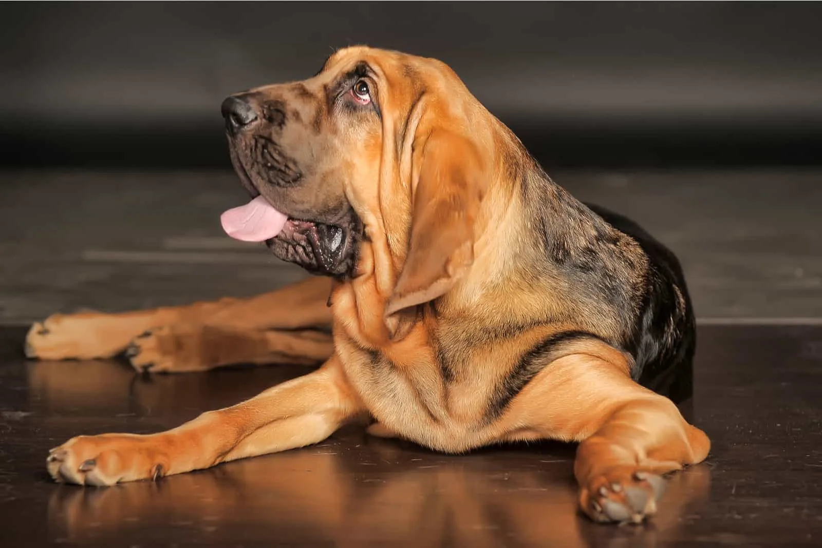 Bloodhounds lie on the floor and look away