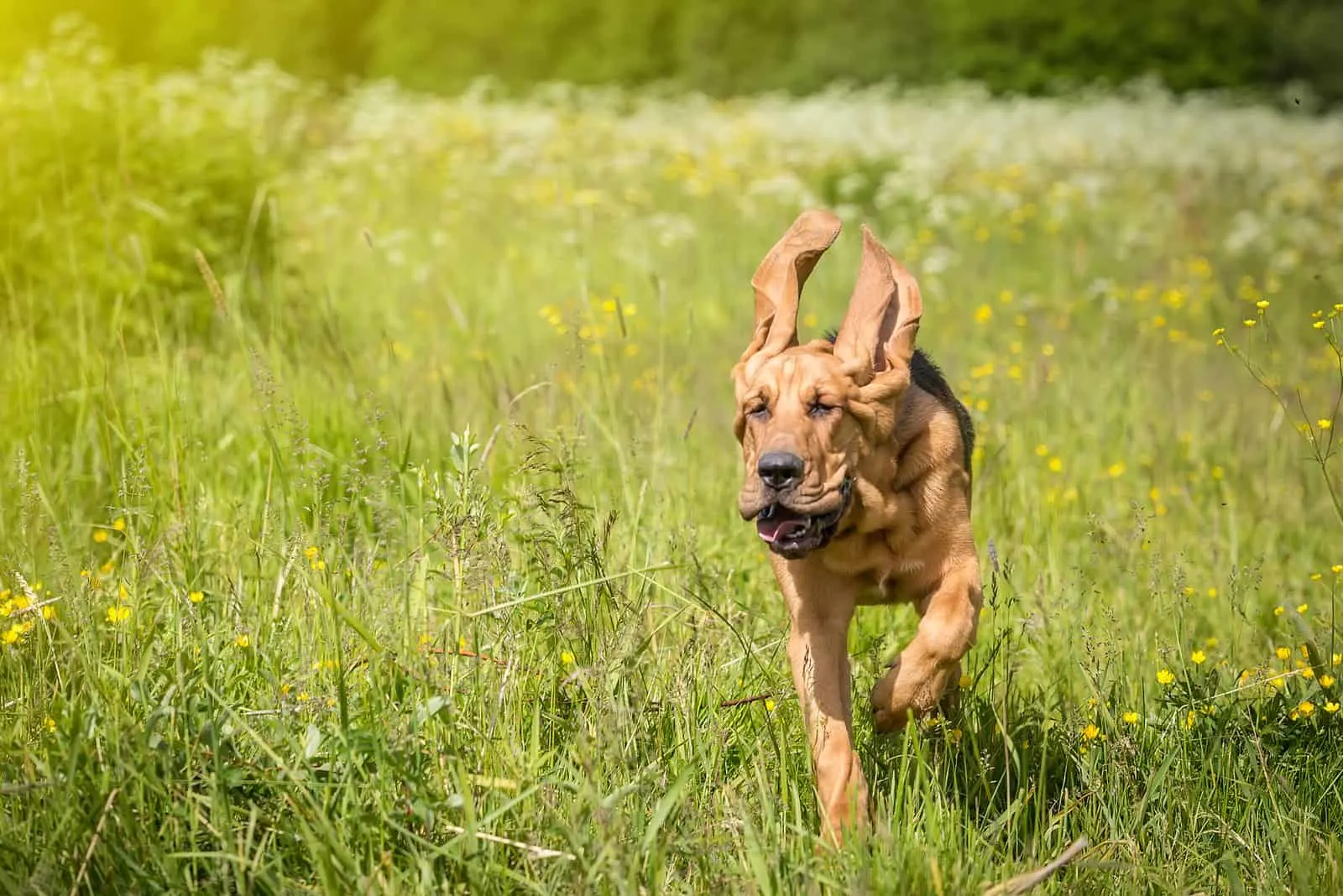 Bloodhounds run across the field