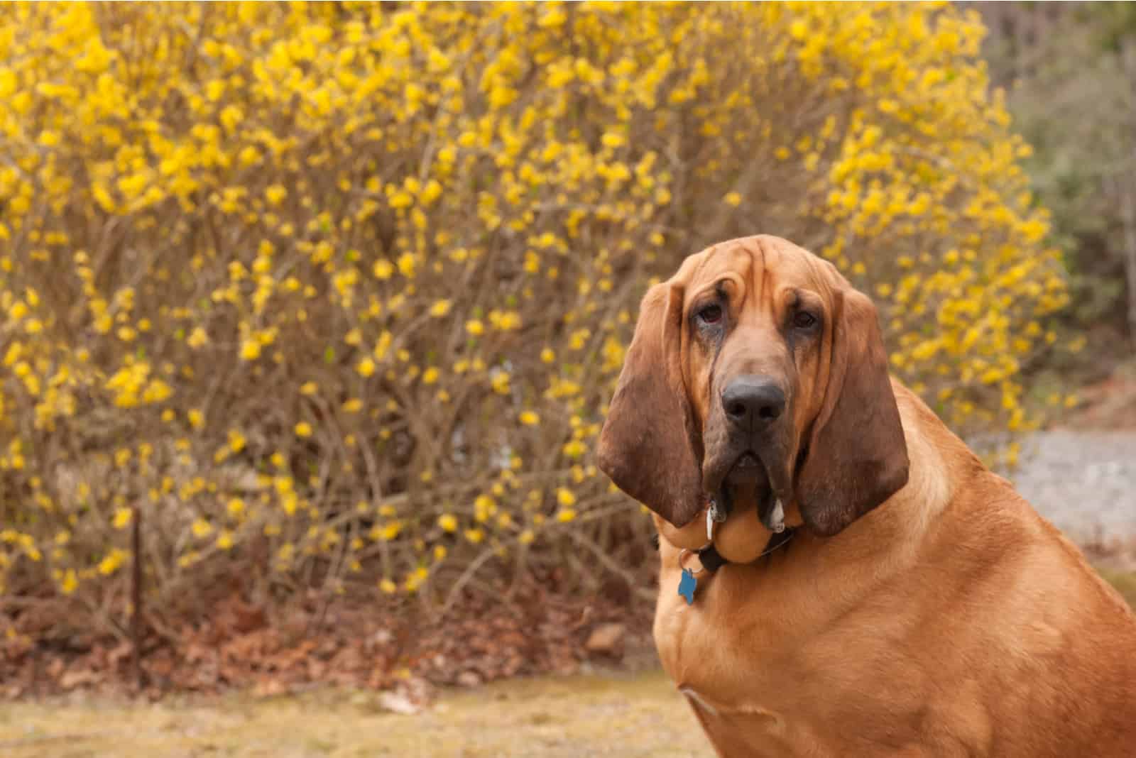 Bloodhounds sits and looks at the camera