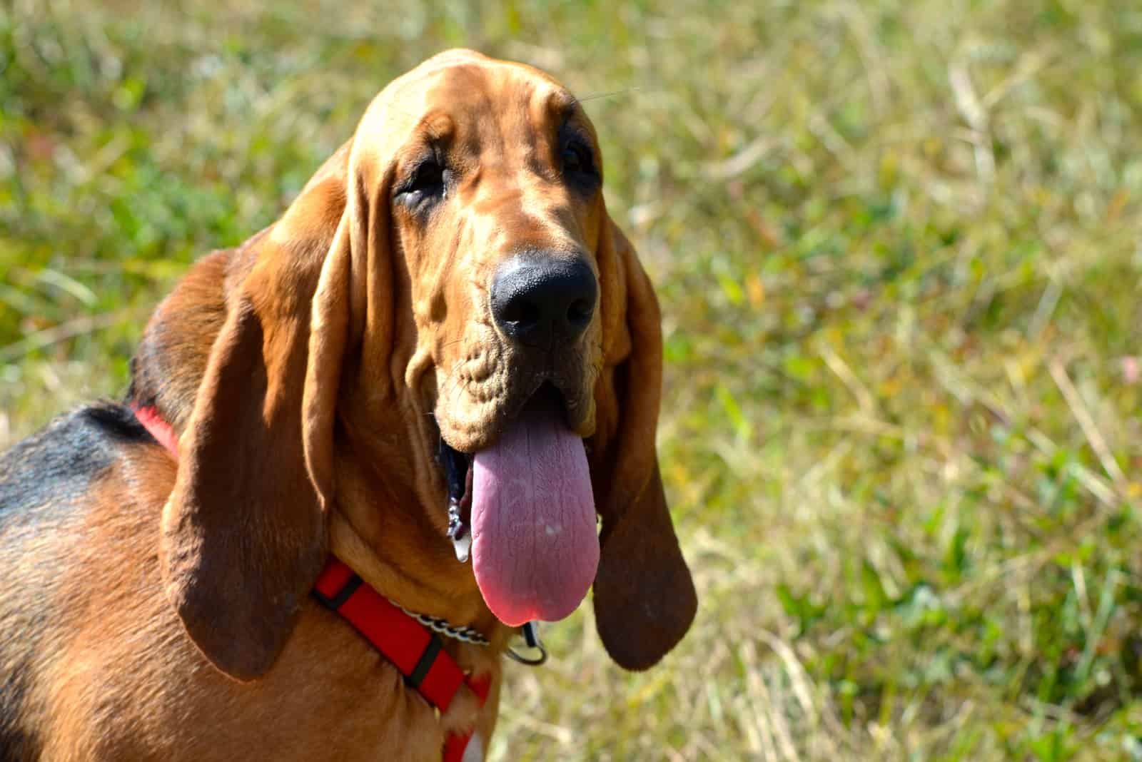 Bloodhounds stand out