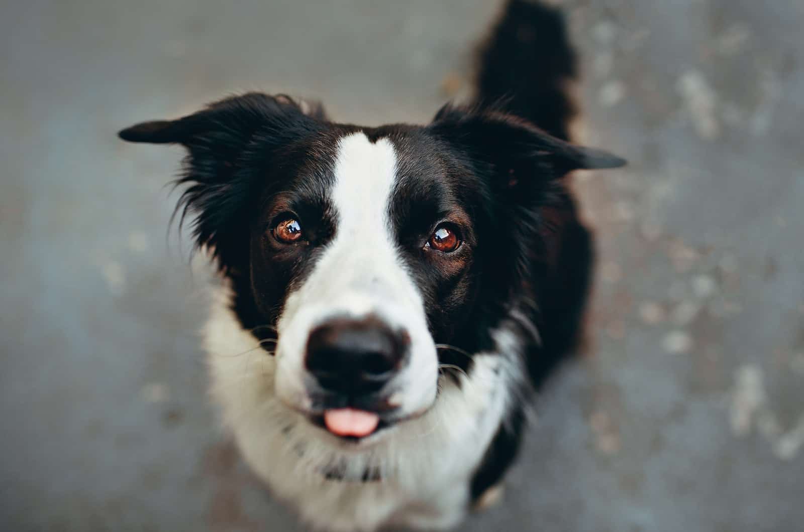 Border Collie schaut nach oben