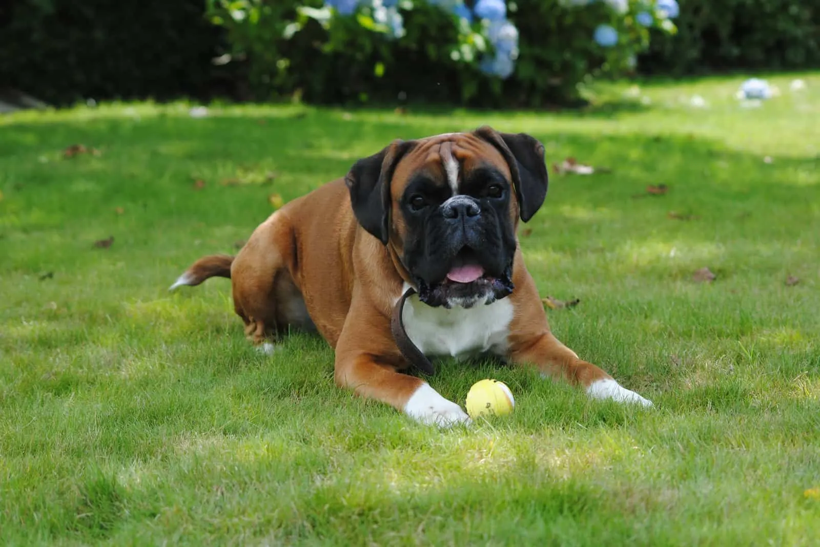 Brown boxer resting while playing ball