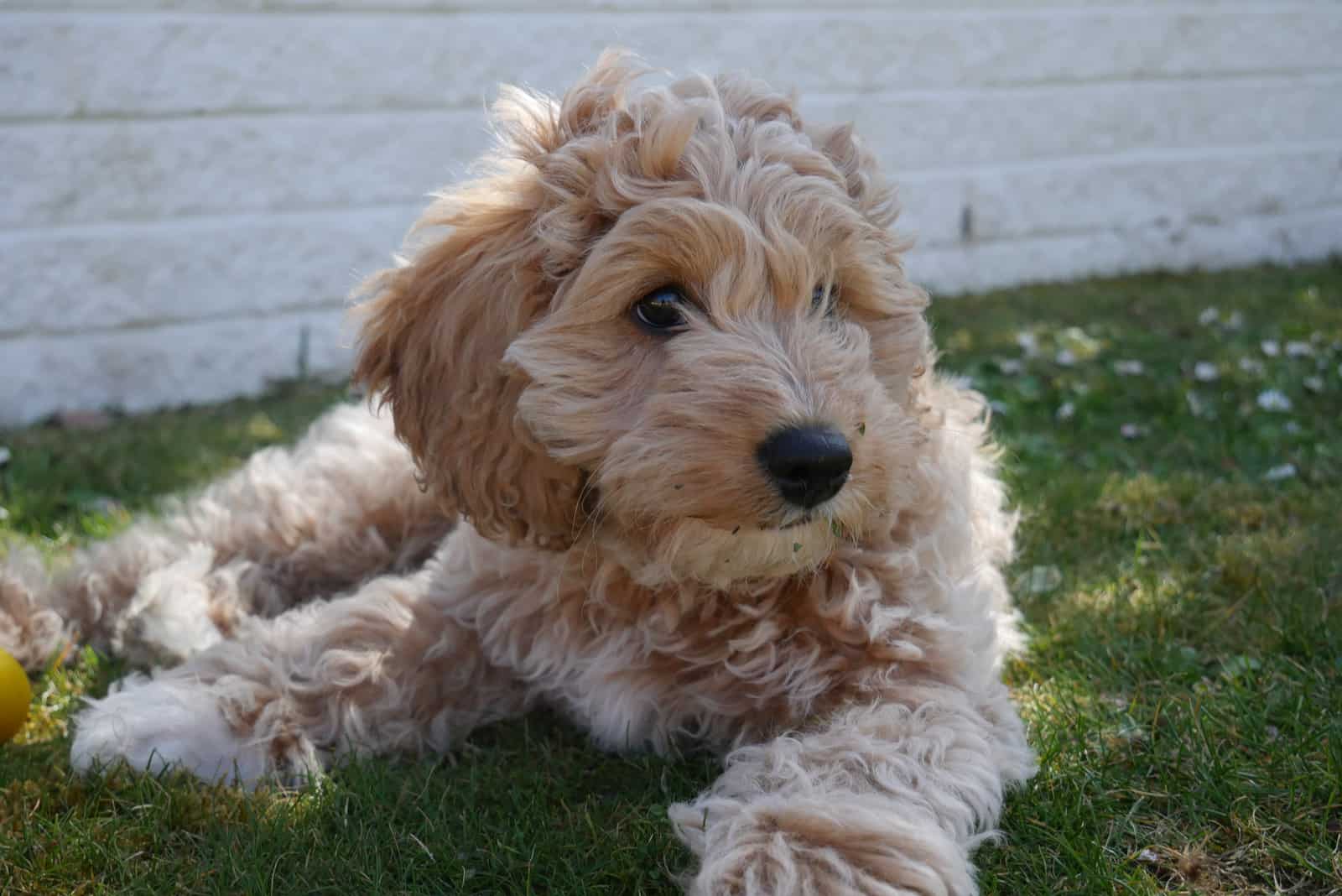 Cavapoo lying on grass outside