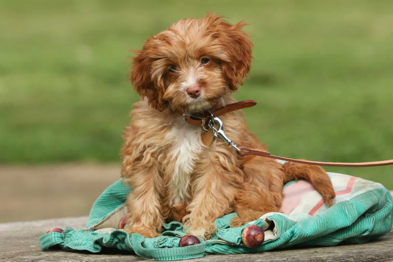 Cavapoo puppy sitting on table looking at camera