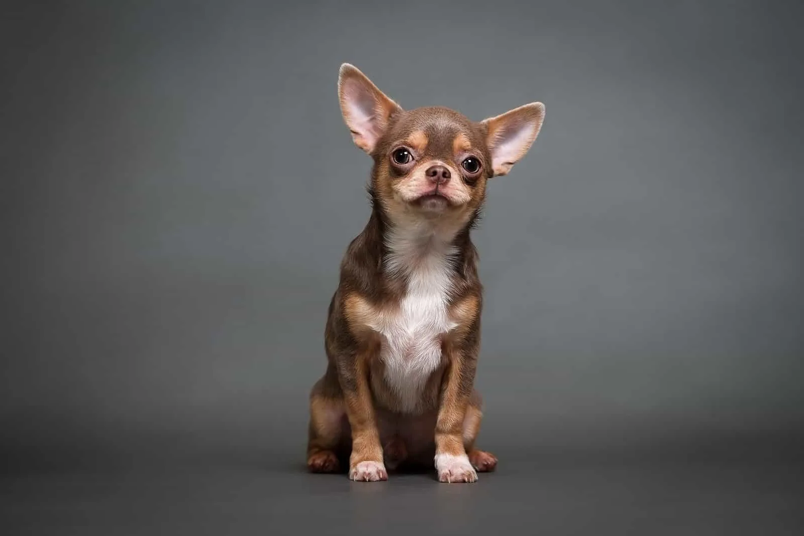 Chihuahua sitting in front of grey background
