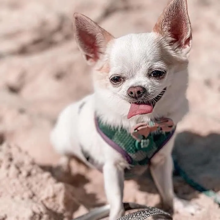 Chihuahua sitting on sand