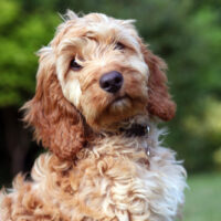 cute cockapoo puppy