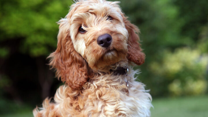 Cockapoo Puppy Growth Chart