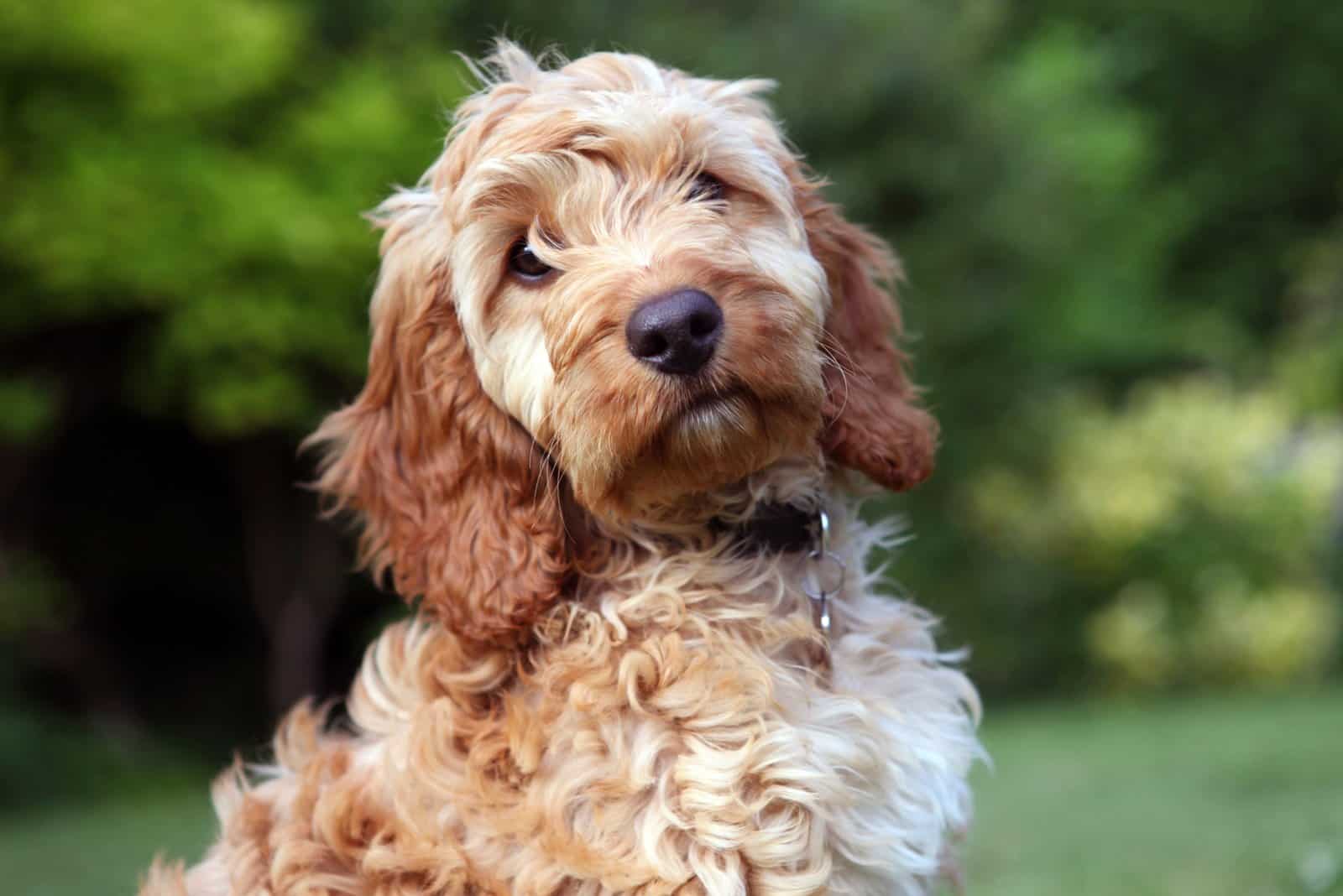 Cockapoo Puppy Growth Chart