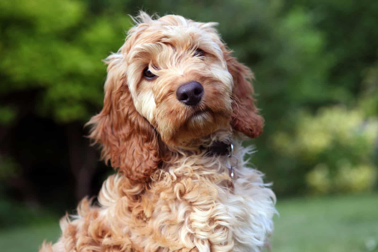 Cockapoo puppy looking at camera