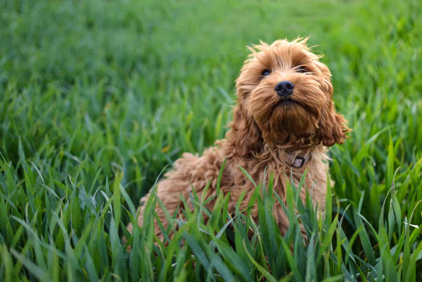 Cockapoo sitting in grass