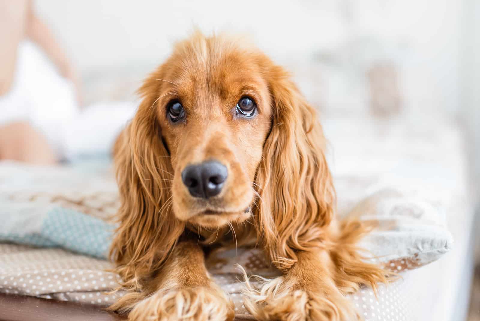 Cocker Spaniel lying on bed looking at camera