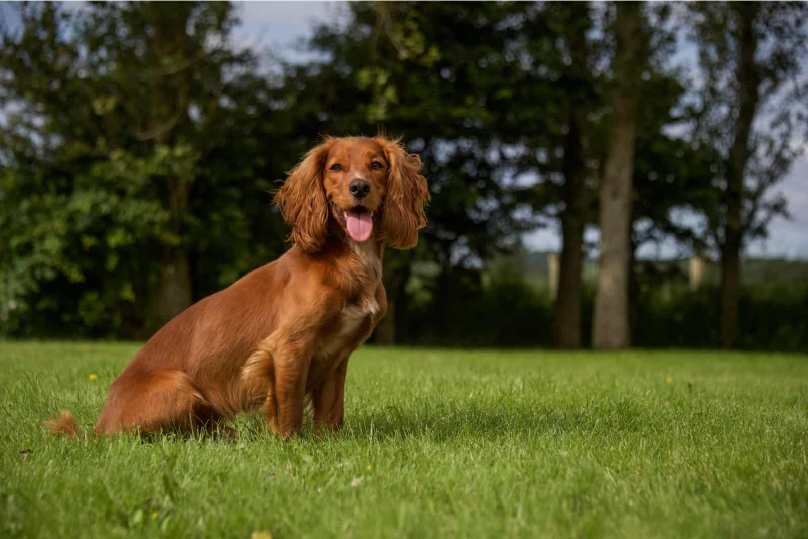 Cocker Spaniel sitting on grass