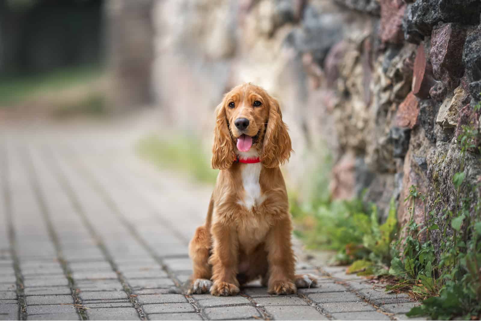 Cocker Spaniel sitting outside