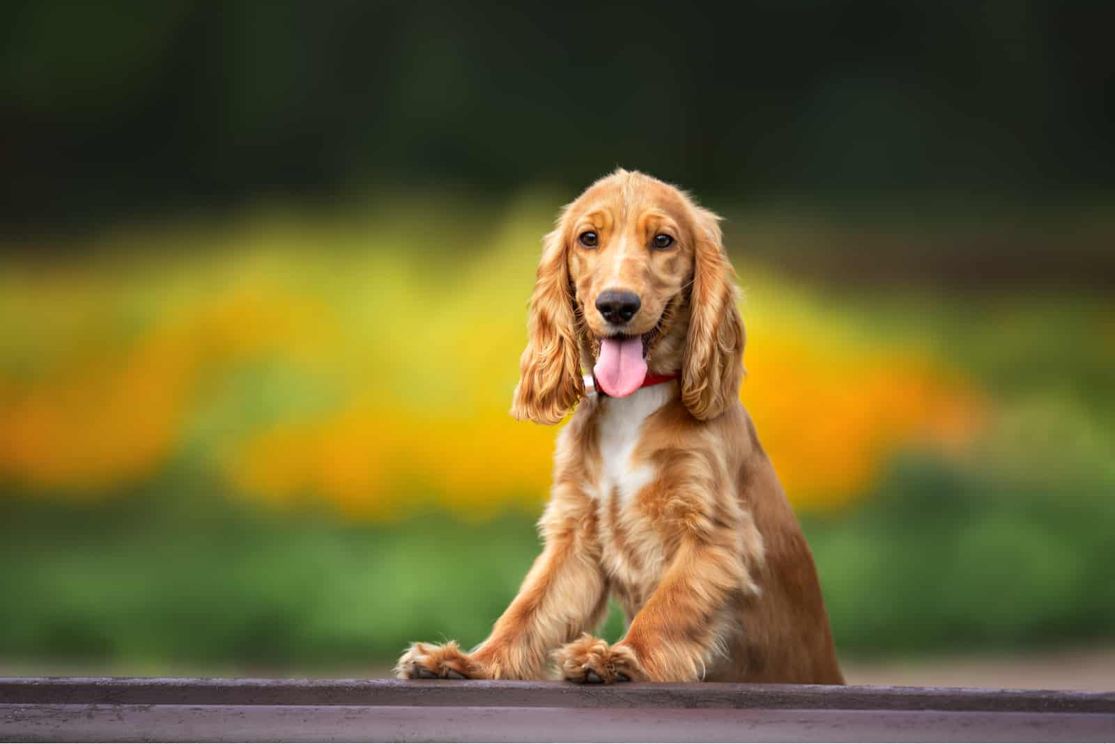 Cocker Spaniel standing outside