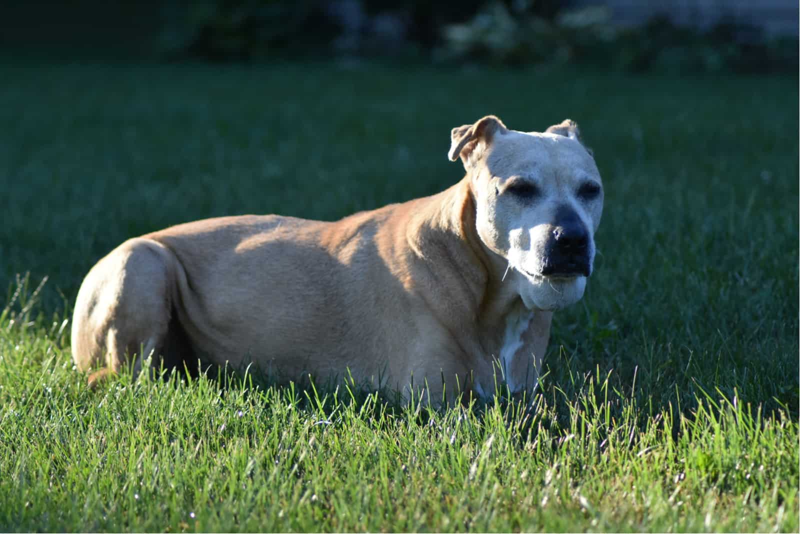 Colby Pitbull is lying in the grass