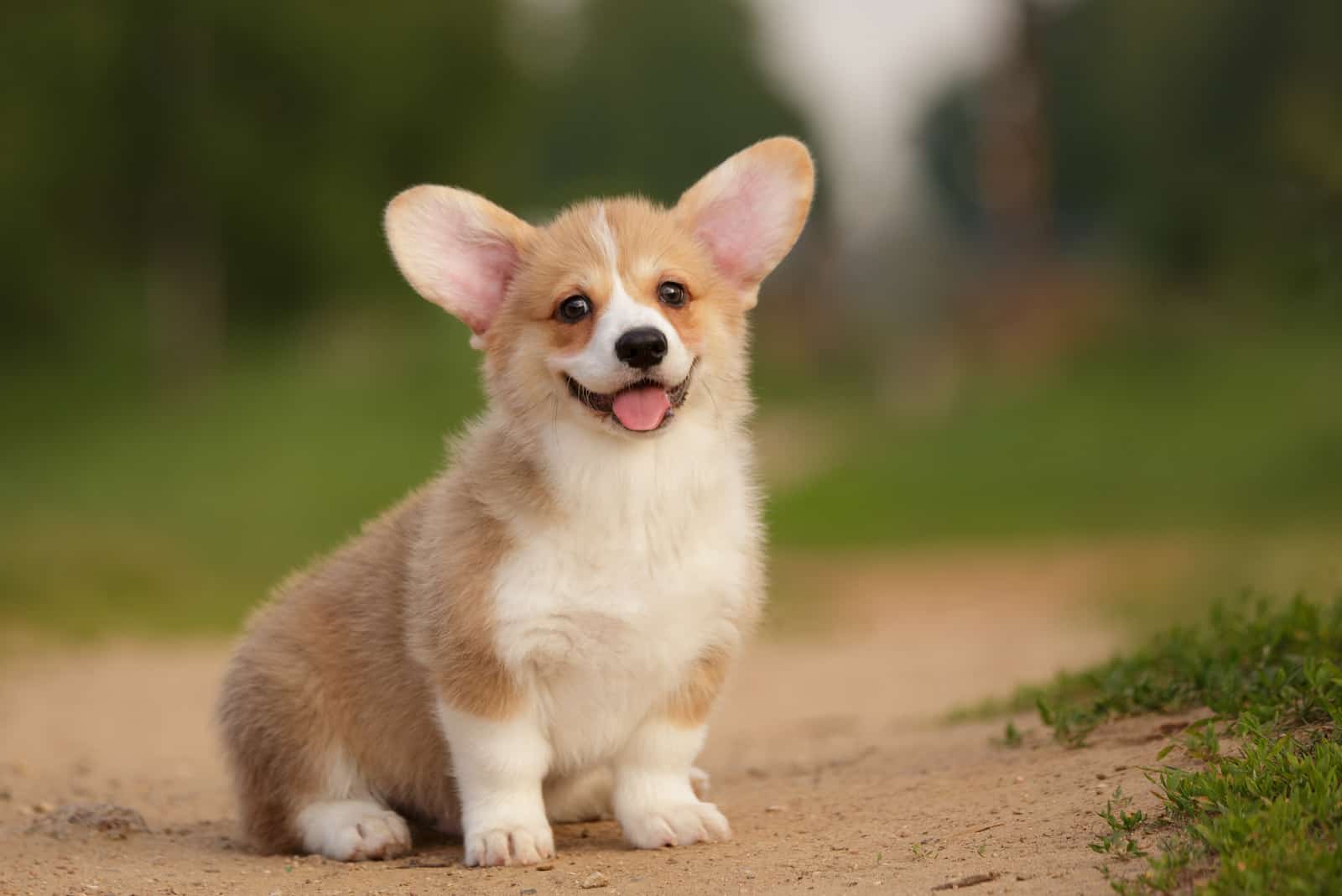 Corgi Puppies sits and watches in front of him