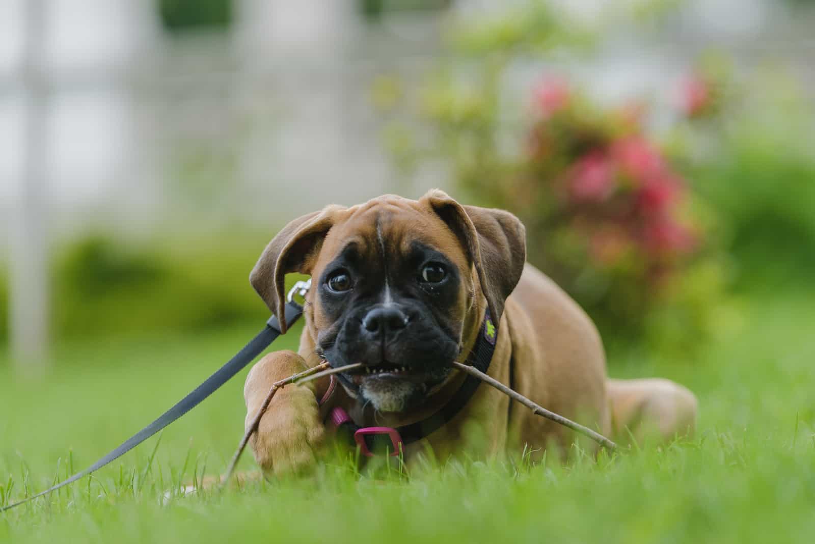 Cute boxer puppy chewing in grass