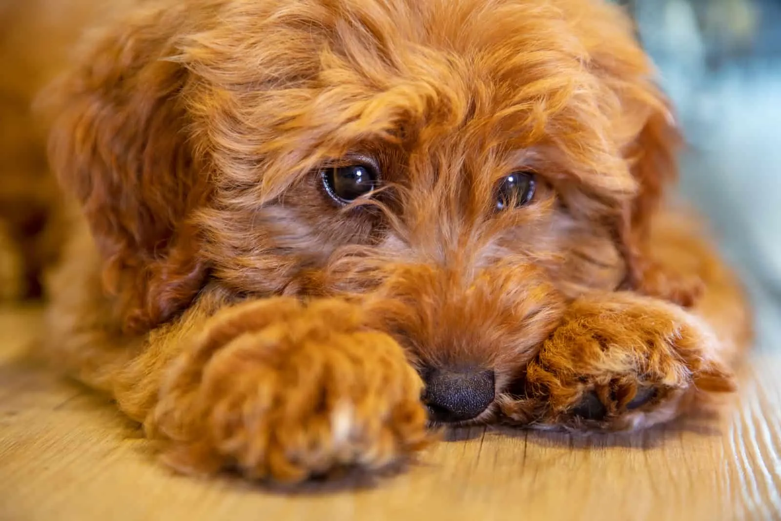 Cute labradoodle puppy dog laying down