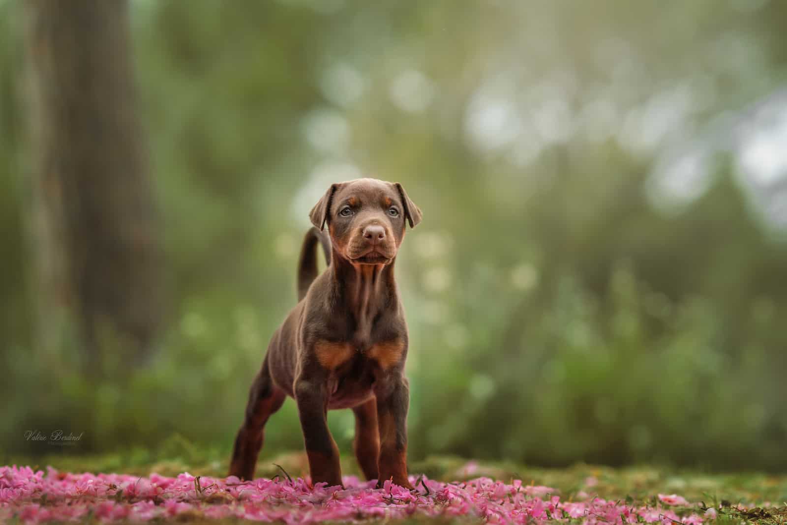 Doberman puppy standing outside