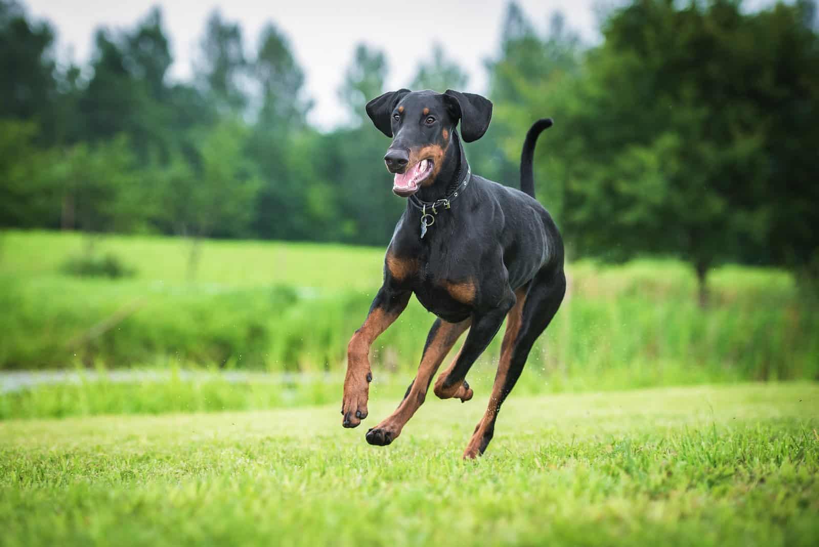 Doberman running on grass