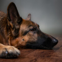 dog lying on floor