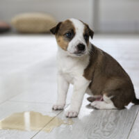 a beautiful puppy sits next to the urination he has done