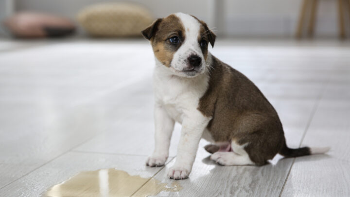 Dog Urine Color Chart: What Does My Dog’s Pee Color Mean?