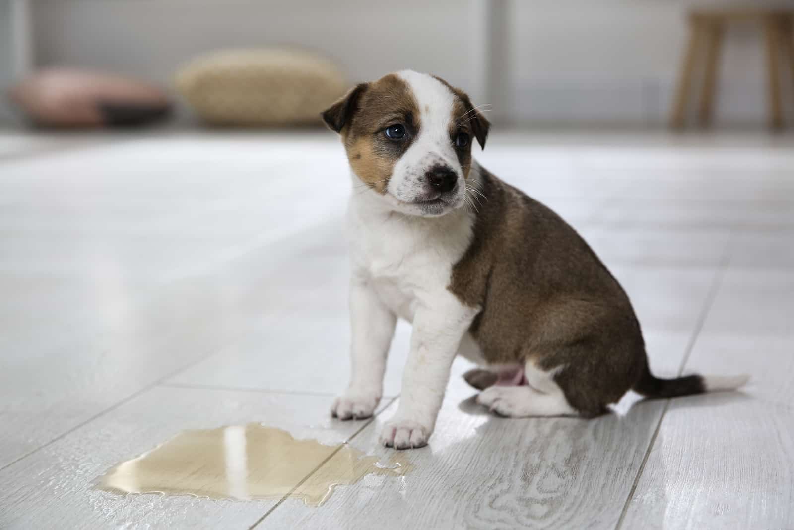 Dog Urine Color Chart: What Does My Dog’s Pee Color Mean?