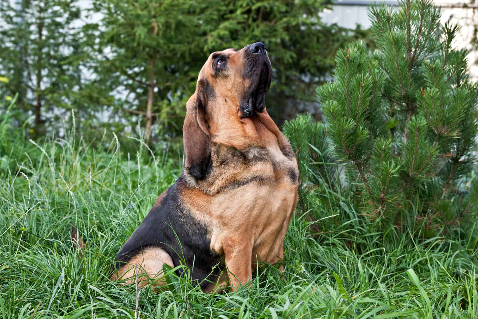 Dog breed bloodhound portrait on nature