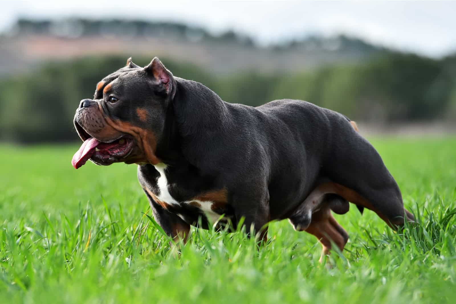 Extreme American Bully stands on green grass