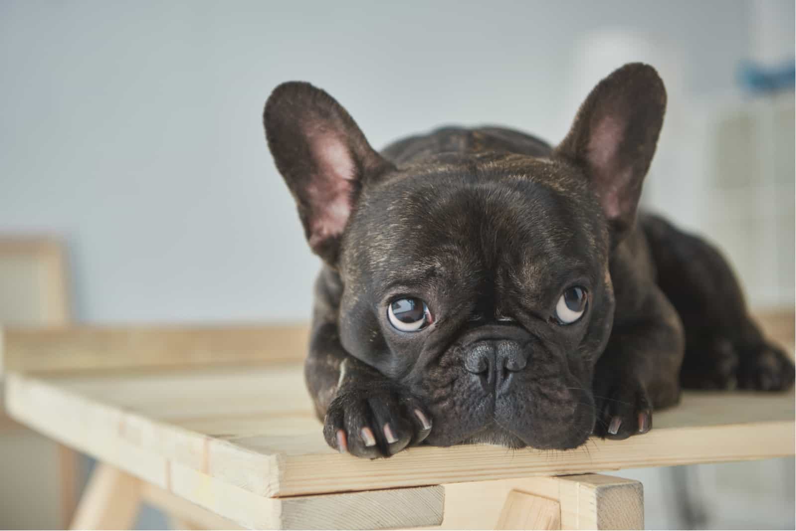 French Bulldog sitting on table