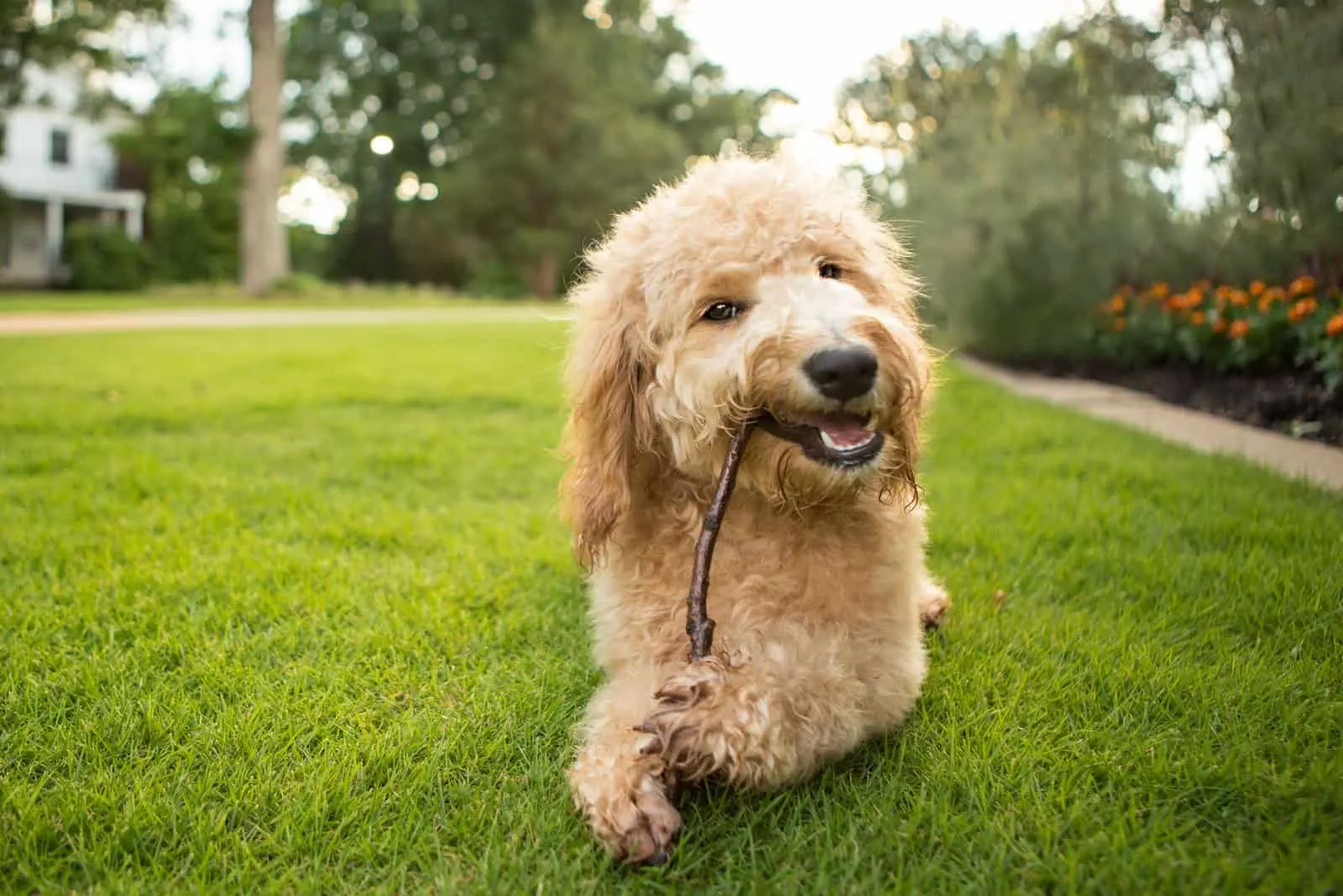 Goldendoodle is played with wood