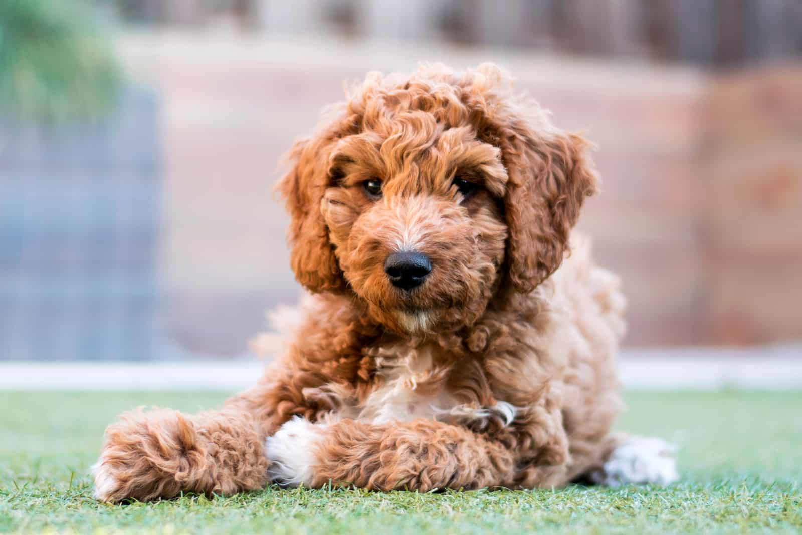 Goldendoodle lies on the grass and looks at the camera